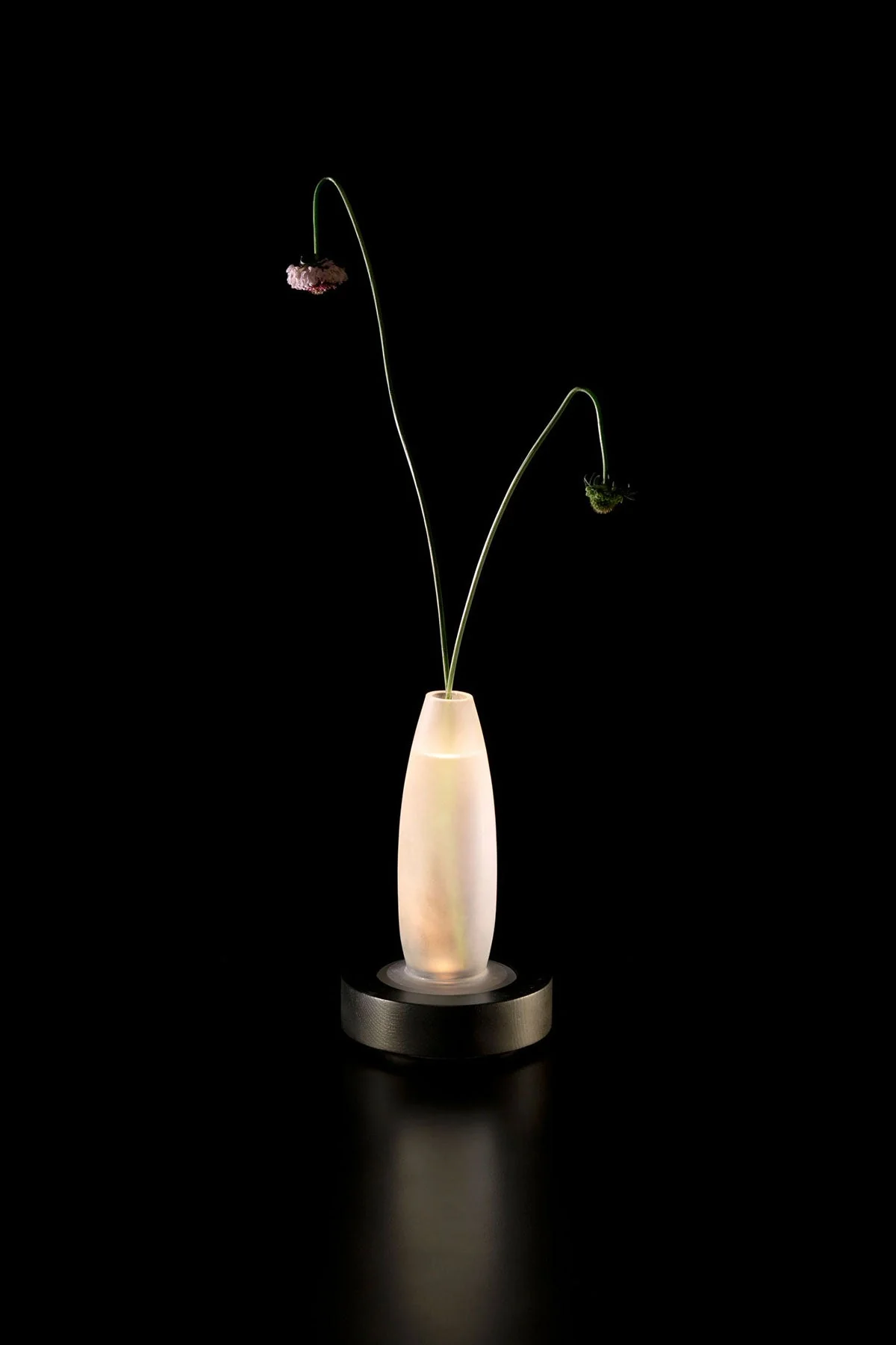 Lys1 - Image 6
